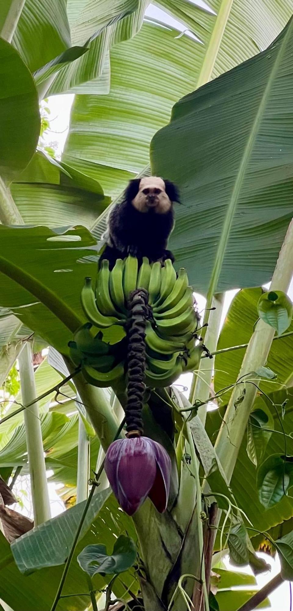 Hotel Casa Mangara Trancoso Zewnętrze zdjęcie